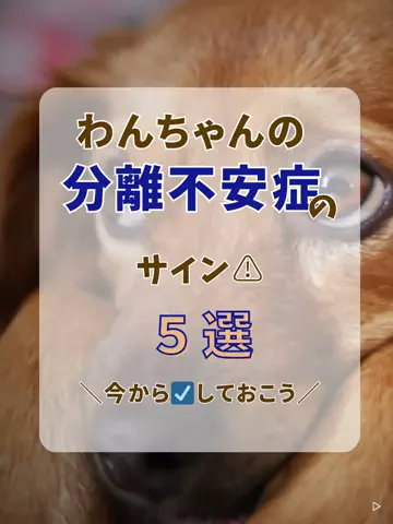 わんLOVE同好会のTikTok投稿