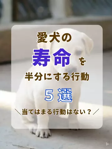 わんLOVE同好会のTikTok投稿