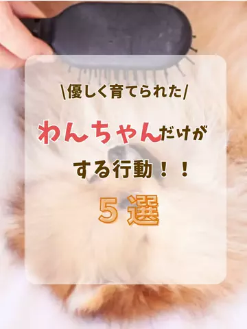 わんLOVE同好会のTikTok投稿
