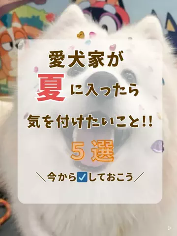 わんLOVE同好会のTikTok投稿