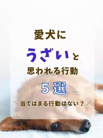 わんLOVE同好会のTikTok投稿