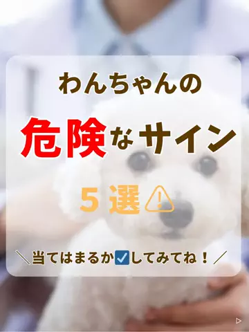 わんLOVE同好会のTikTok投稿