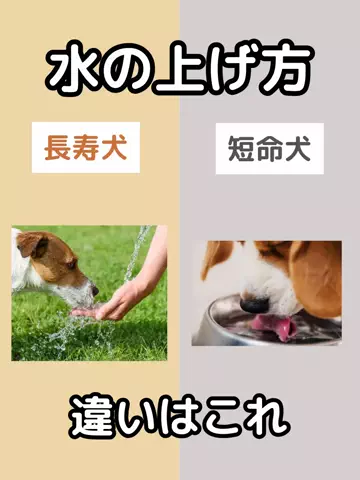 わんLOVE同好会のTikTok投稿