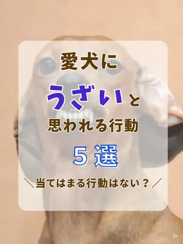わんLOVE同好会のTikTok投稿