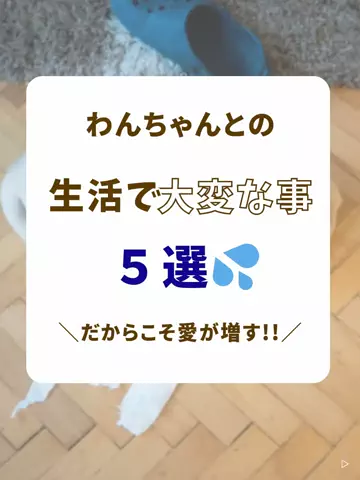 わんLOVE同好会のTikTok投稿