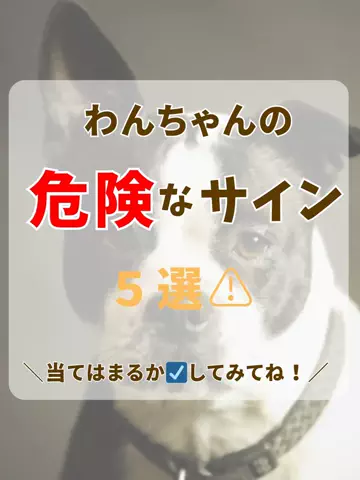 わんLOVE同好会のTikTok投稿