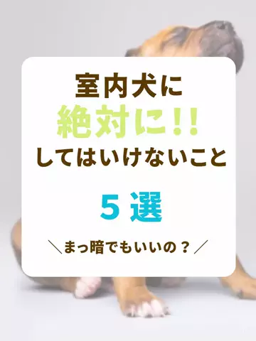 わんLOVE同好会のTikTok投稿