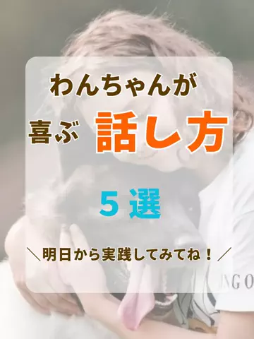 わんLOVE同好会のTikTok投稿