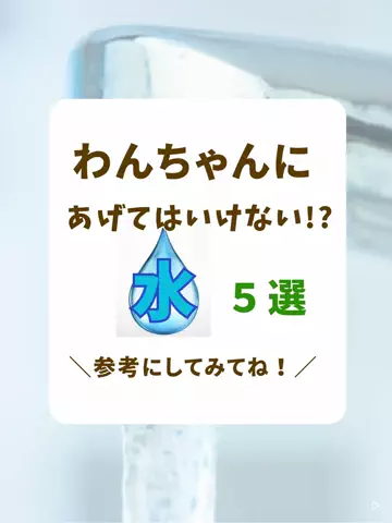 わんLOVE同好会のTikTok投稿