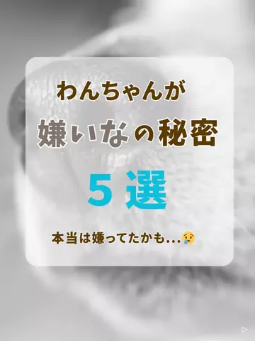 わんLOVE同好会のTikTok投稿