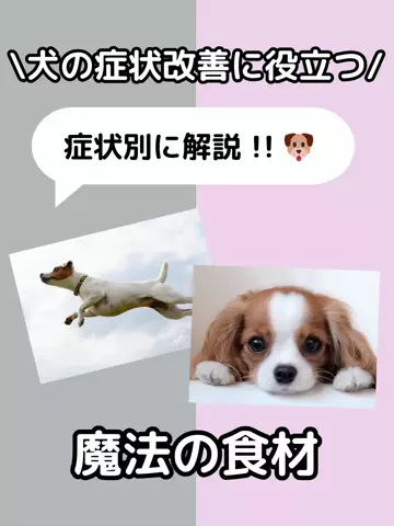 わんLOVE同好会のTikTok投稿