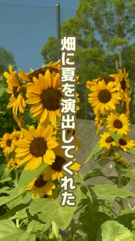 user5040068407763のTikTok PR投稿：#まわり咲いたあと🌻#youtubeshorts #家庭菜園 #家庭菜園初心…