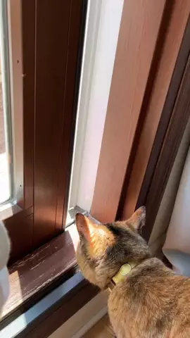 🐱Millie and Moose🐶のTikTok投稿