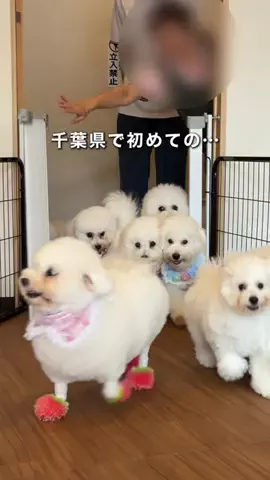 千葉県お出かけスポット🚗💨すずのTikTok投稿