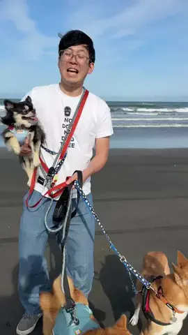 チワワの、のぶなが【飼い主と犬がおもしろすぎる】のTikTok投稿
