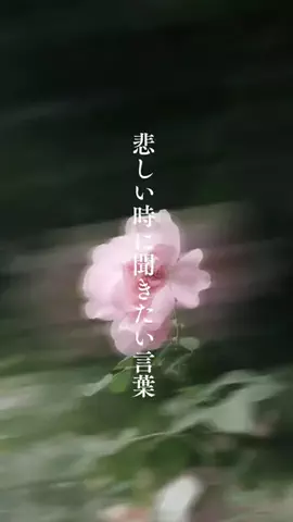 名言が世界を平和へと🕊️のTikTok投稿