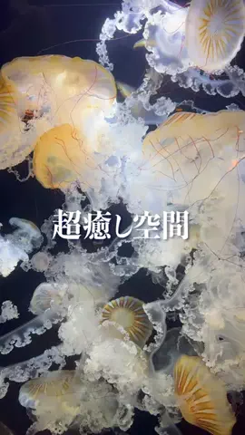 オジめし福岡筑豊のTikTok投稿