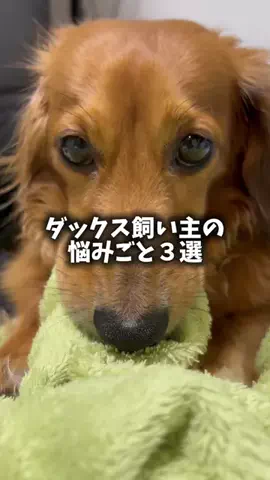 くぅたろう@毛布犬のTikTok投稿