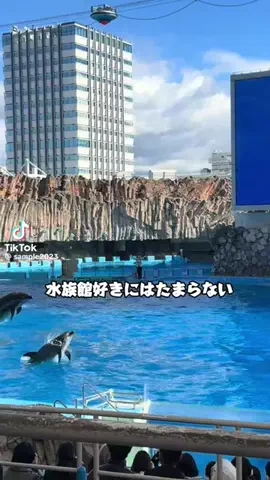 🐲🔮karin🌈🦙サードアイを開眼した占い師のTikTok投稿