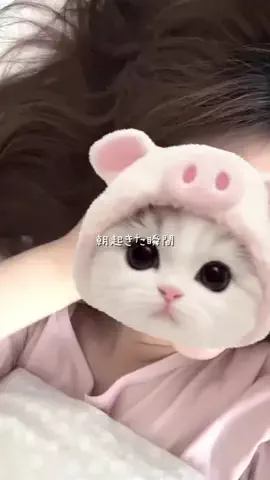 凛々🐼のTikTok投稿