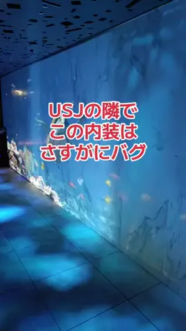 地域猫のTikTok投稿