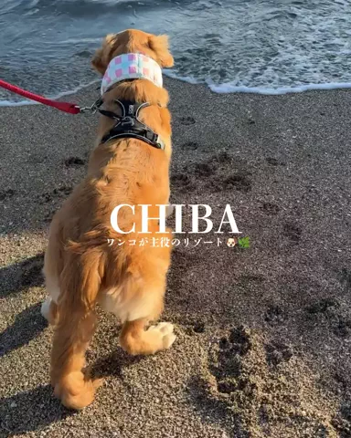 すなぎも⌇グルメ旅🍴✈️のTikTok投稿