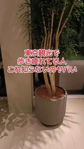 地域猫のTikTok投稿