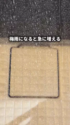 ごのくら｜ズボラ夫のラクする暮らしのTikTok投稿