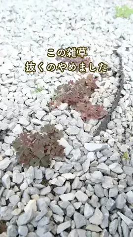 みゆきのTikTok投稿