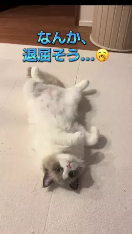 🩵👑💛でんちゅう And レトビのTikTok投稿