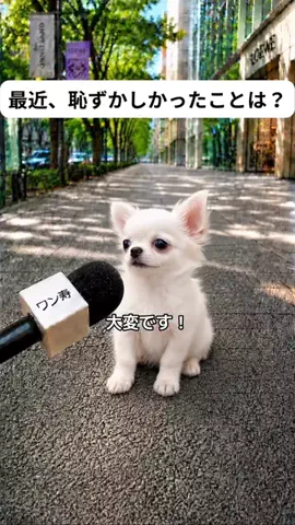 犬猫総合製薬株式会社のTikTok投稿