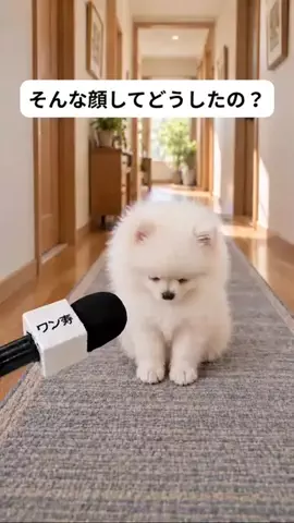 犬猫総合製薬株式会社のTikTok投稿
