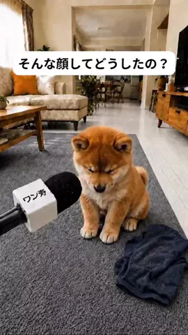 犬猫総合製薬株式会社のTikTok投稿