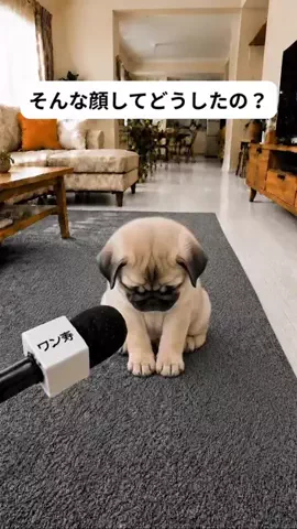 犬猫総合製薬株式会社のTikTok投稿