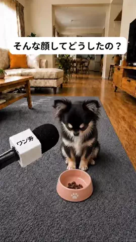 犬猫総合製薬株式会社のTikTok投稿