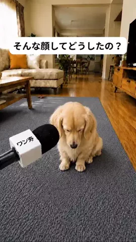 犬猫総合製薬株式会社のTikTok投稿