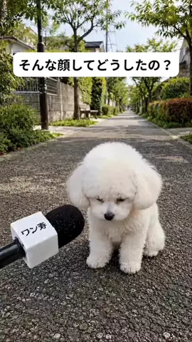 犬猫総合製薬株式会社のTikTok投稿