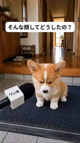犬猫総合製薬株式会社のTikTok投稿