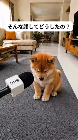 犬猫総合製薬株式会社のTikTok投稿