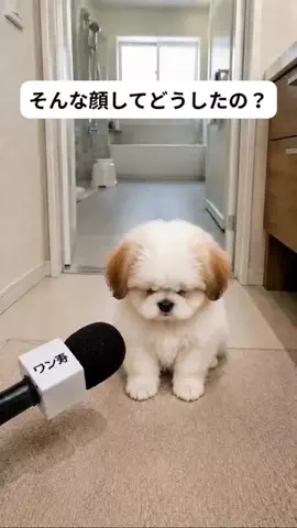 犬猫総合製薬株式会社のTikTok投稿