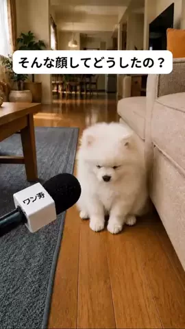 犬猫総合製薬株式会社のTikTok投稿