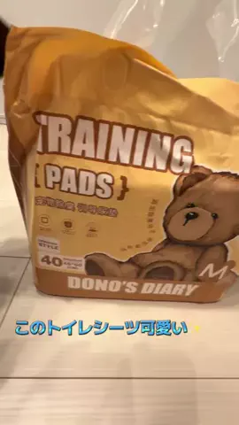 飯塚朱音(しゅおん)のTikTok投稿