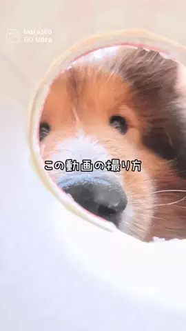 サンとソフィーのTikTok投稿