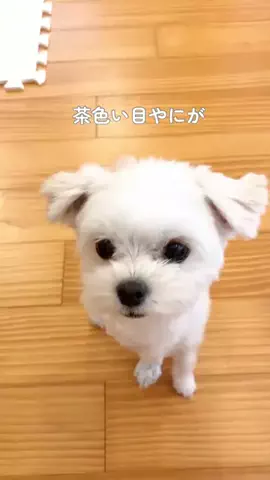 チワマルのぷぷのTikTok投稿