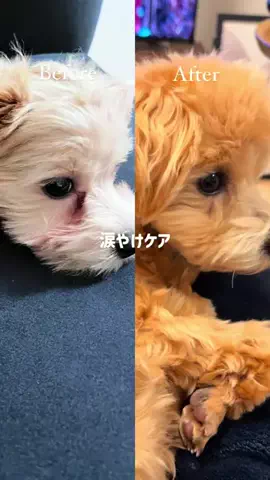 マルプー モコのTikTok投稿
