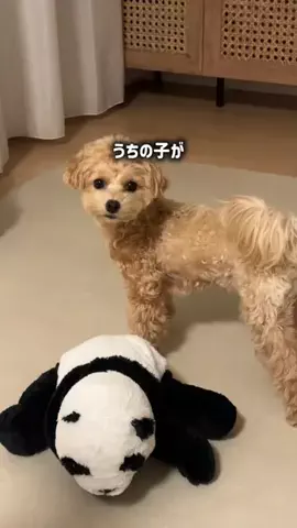 マルプー モコのTikTok投稿
