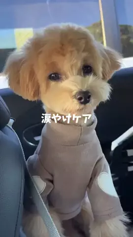 マルプー モコのTikTok投稿
