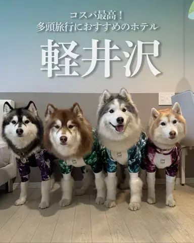 シベリアンハスキーのアポロとコスモのTikTok投稿