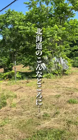 ぽろグルのTikTok投稿