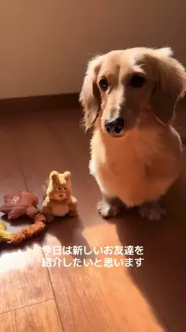 腹だしぱすたのTikTok投稿